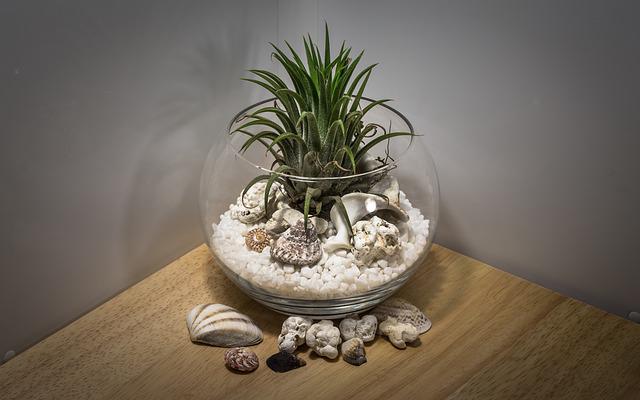 How To Mke An Air Plant Terrarium Everything You Need To Know