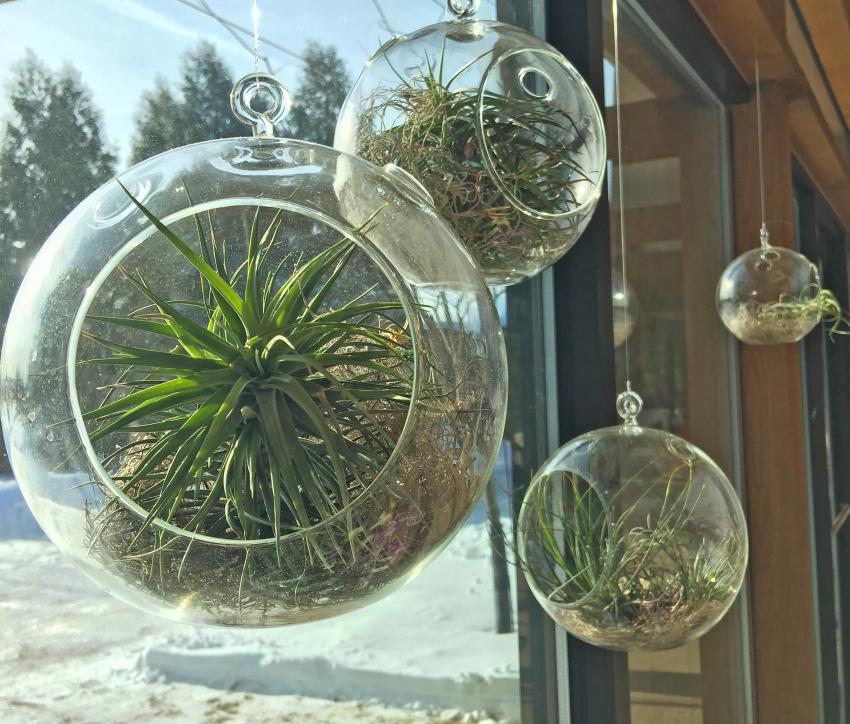 How To Display Air Plants In A Stylist Way