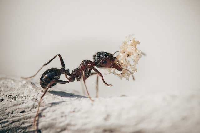 Does Cornmeal Kill Ants If So, How To Use It