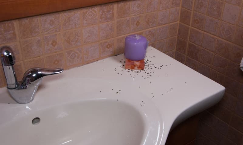 How To Get Rid Of Ants In Bathroom By Effective Ways