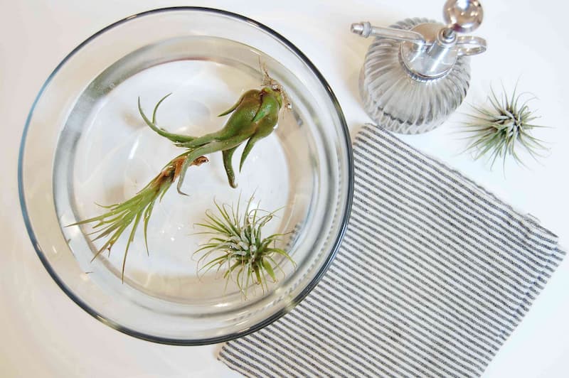 How To Water Air Plants Properly To Keep Them Healthy