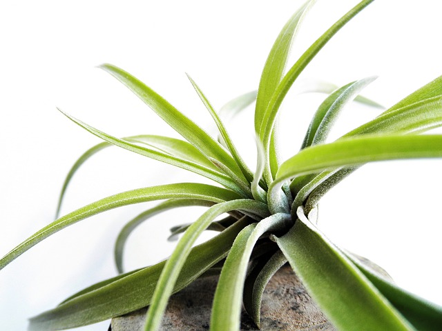 Is There Any Way To Force An Air Plant to Bloom