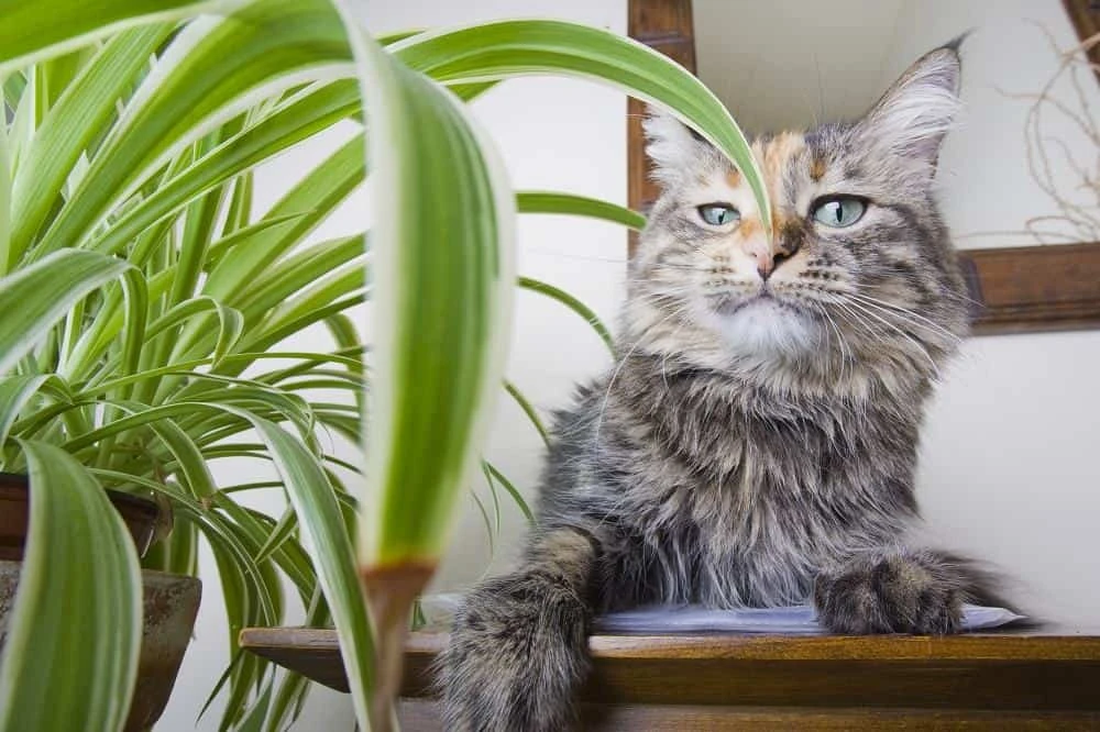 How To Stop Cats Eating Spider Plants?