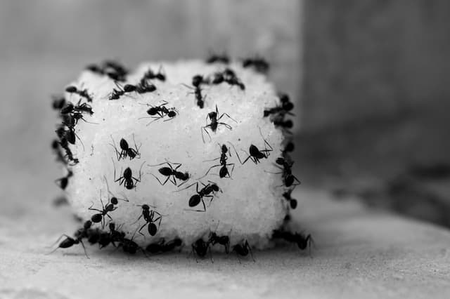 How to Get Rid of Sugar Ants Naturally - The Ultimate Guide