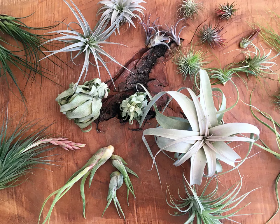 How Long Do You Soak Air Plants the Ultimate Guide
